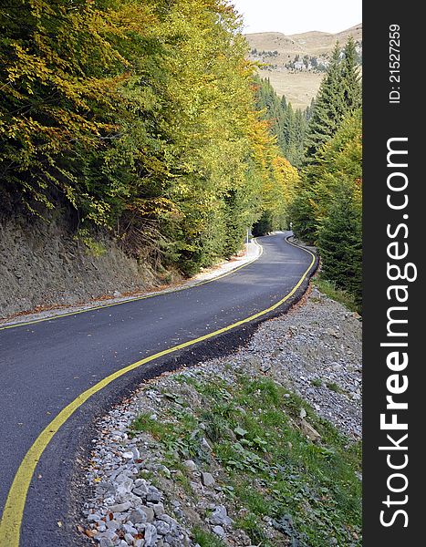 Yellow line curved road through pine forest. Yellow line curved road through pine forest