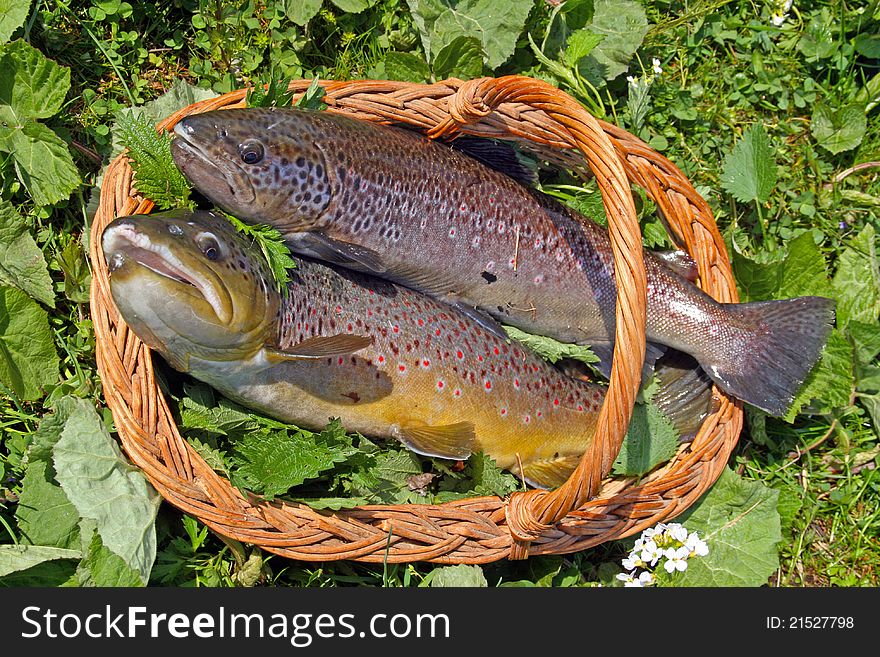 Two trouts in a basket