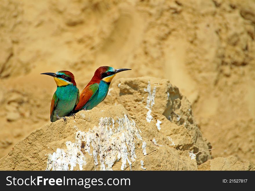 Two bee-eaters on a rock