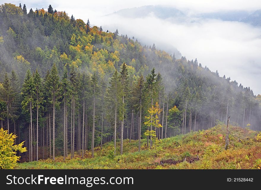 Fog over alpine forest valley. Fog over alpine forest valley