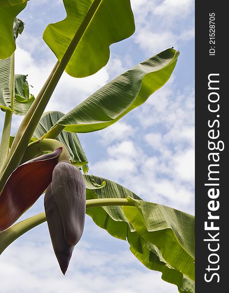 Banana flower against blue sky and white cloud. Banana flower against blue sky and white cloud