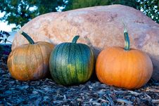 Harvested Pumpkins Stock Images Harvested Pumpkins Stock Images