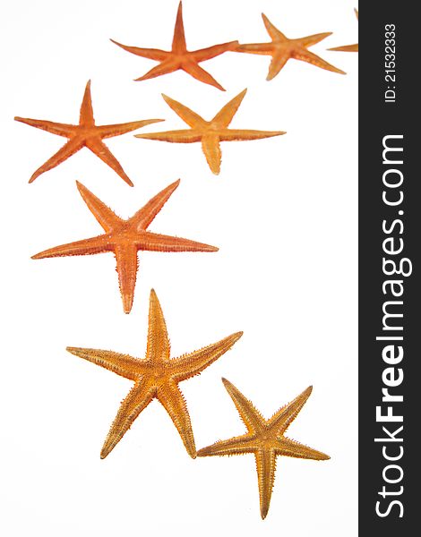 Of life under the seas piece of furniture starfish