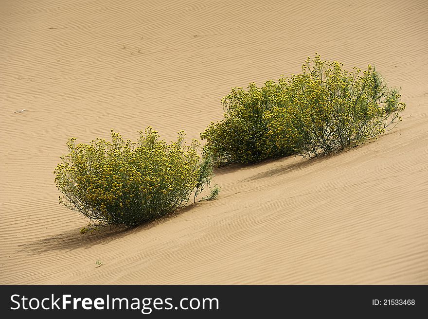 The plant in the desert. The plant in the desert