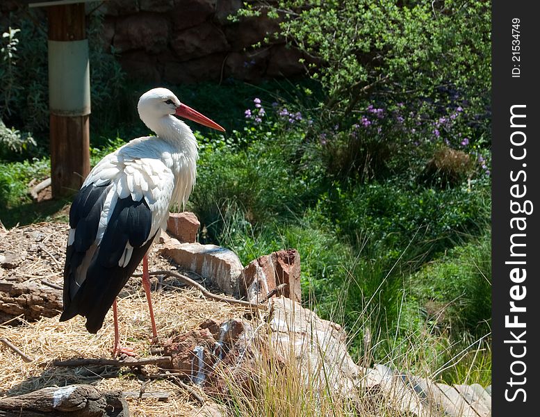 A white stork (Ciconia ciconia) with lush green foliage in the background, photographed in Johannesburg Zoo