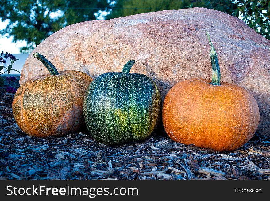 Image of 3 pumpkins shortly after harvest. Image of 3 pumpkins shortly after harvest