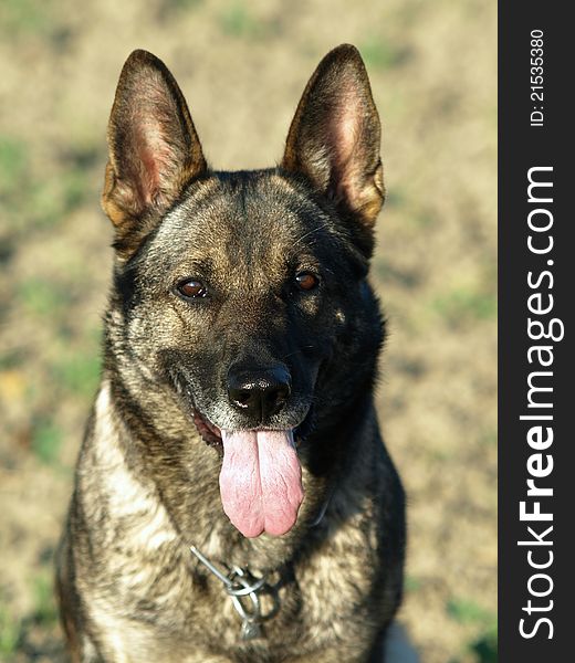 Portrait of german shepherd head.