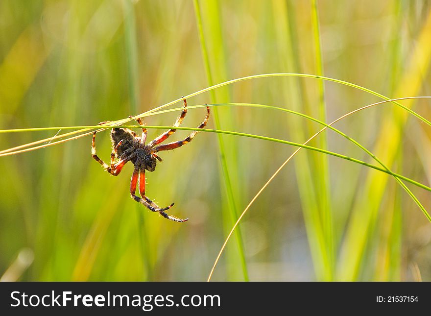 A spider climbing grass back lit. A spider climbing grass back lit.