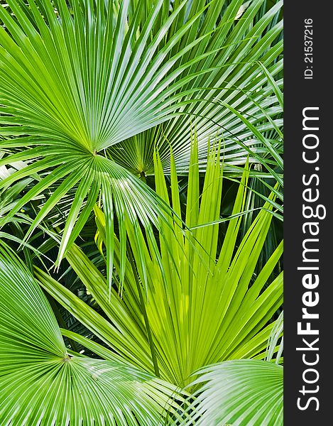 Macro image of a beautiful tropical palm leaf