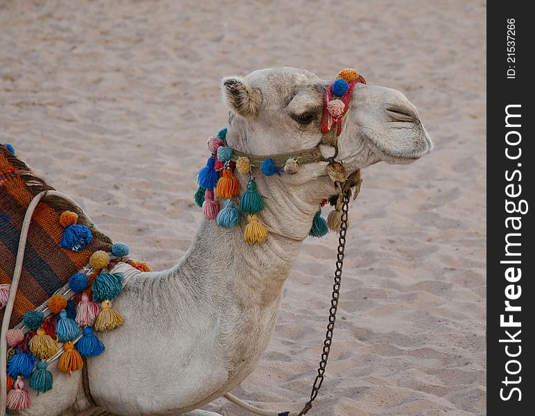 Camel lying on the sand