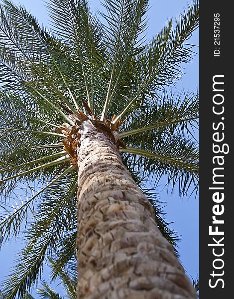 Date palm