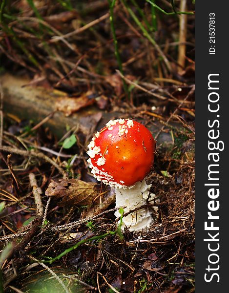 Toadstool: Fly Agaric (amanity muscaria). Toadstool: Fly Agaric (amanity muscaria)