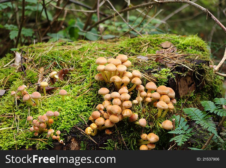 Mushrooms On A Mossy Tree Trunk