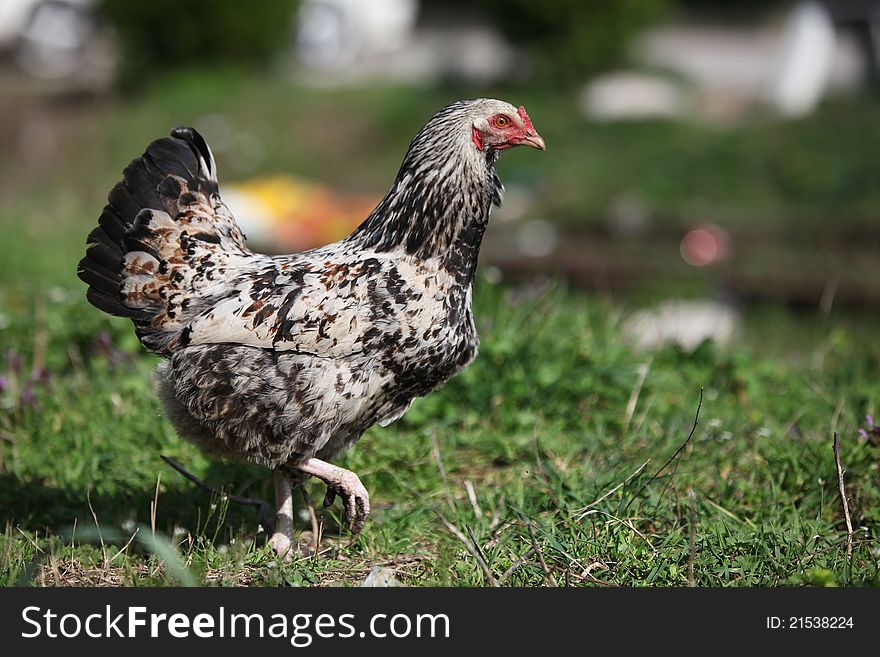Chicken In Grass