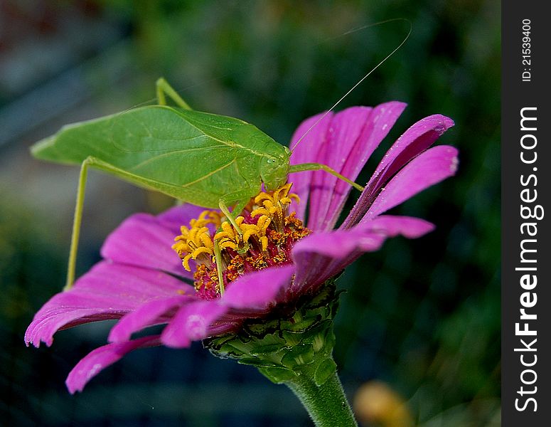 katydid on a lavender flower