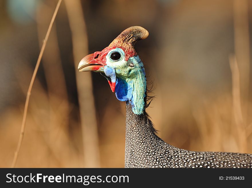 The Helmeted Guineafowl (Numida meleagris) is the best known of the guineafowl bird family, Numididae (South Africa).