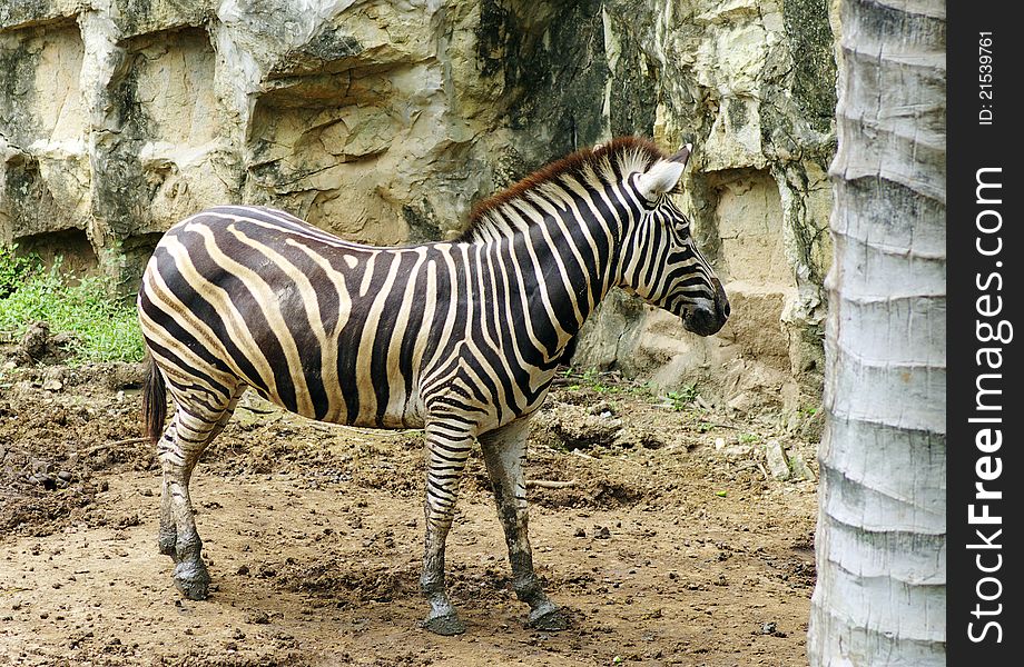A zebra in thailand zoo