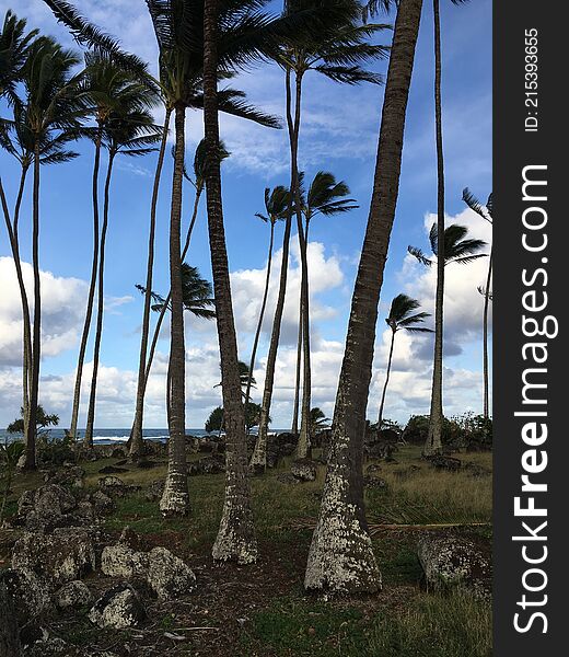 Spring At Hikinaakala Heiau In Wailua On Kauai Island, Hawaii.