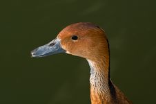 Whistling Duck Head Detail Royalty Free Stock Images