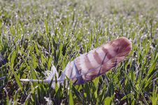 Feather Lying In Dewy Morning Meadow. Stock Photography