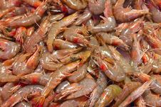 Shrimp Exposed To Market Stock Image Shrimp Exposed To Market Stock Image