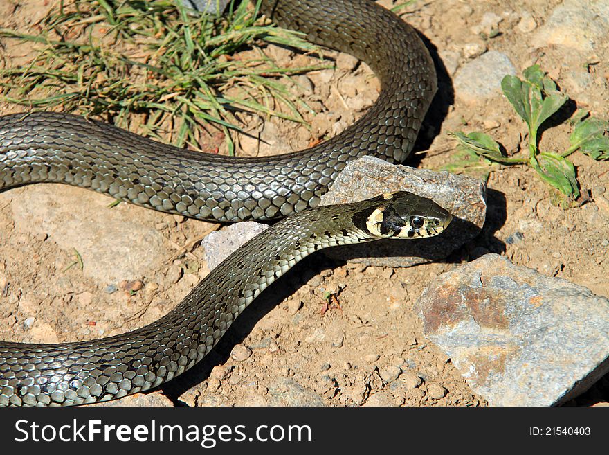 Little snake crawling between stones