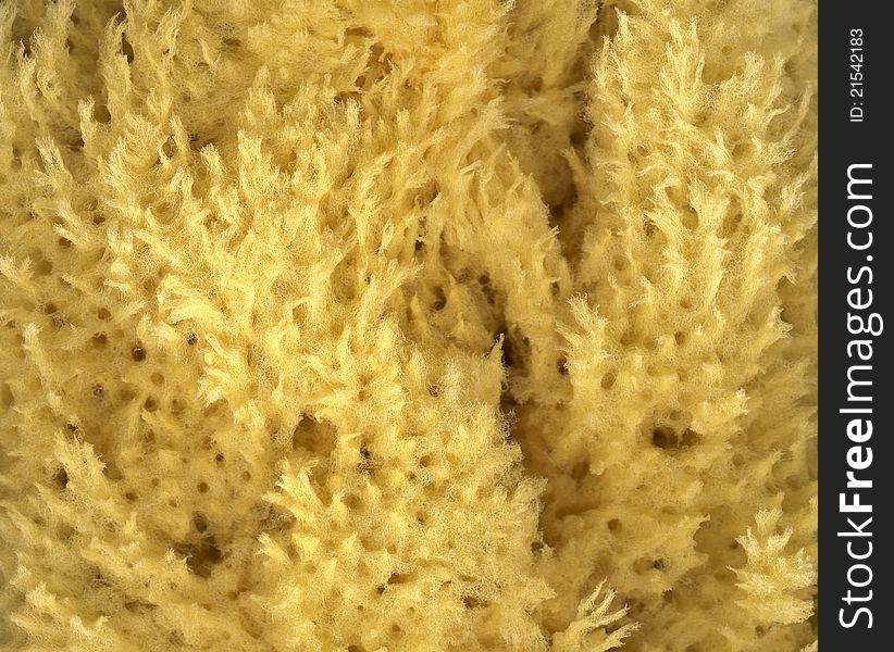 Natural sea sponge in macro - lovely texture