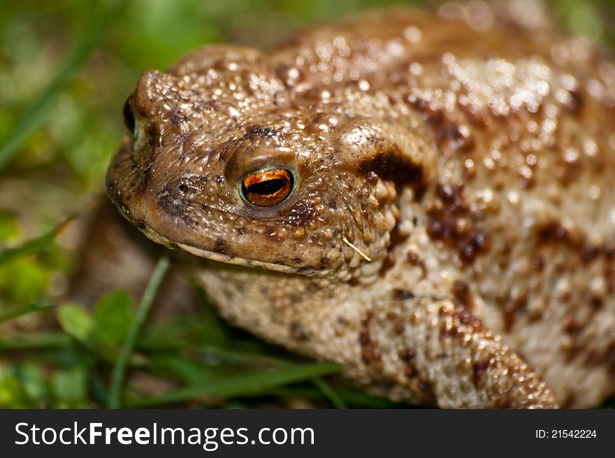 Close-up of common toad (Bufo bufo)