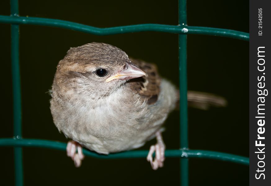 Curious house sparrow (Passer domesticus)