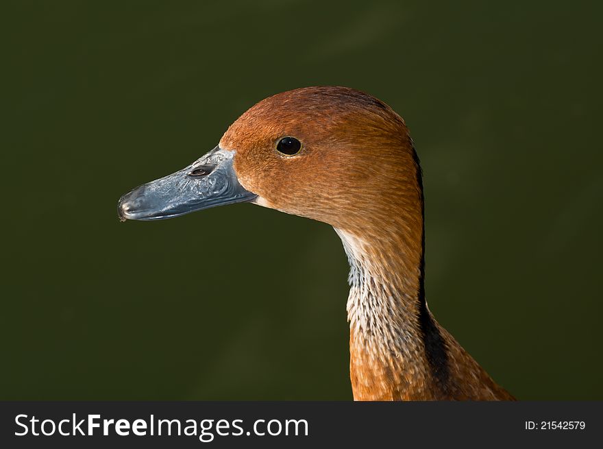 Whistling Duck Head Detail