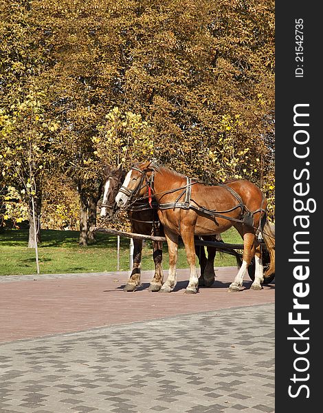 Two horses in autumn park