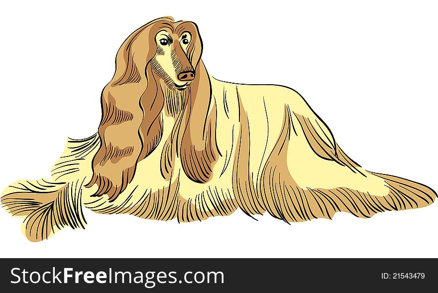 Color sketch of the dog Afghan hound breed lying. Color sketch of the dog Afghan hound breed lying
