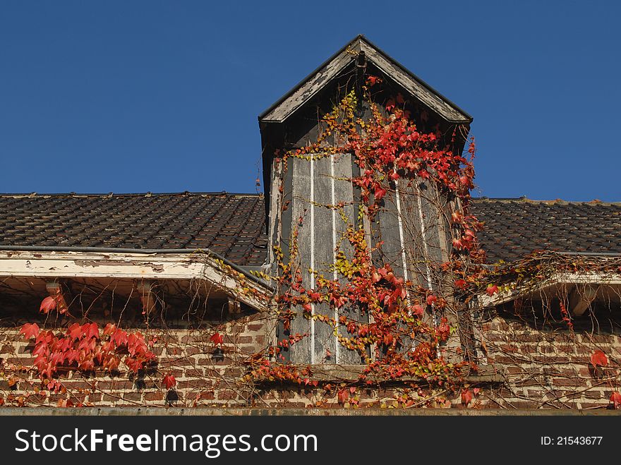 Beautiful autumn maple leaves on the roof of an old barn. Beautiful autumn maple leaves on the roof of an old barn