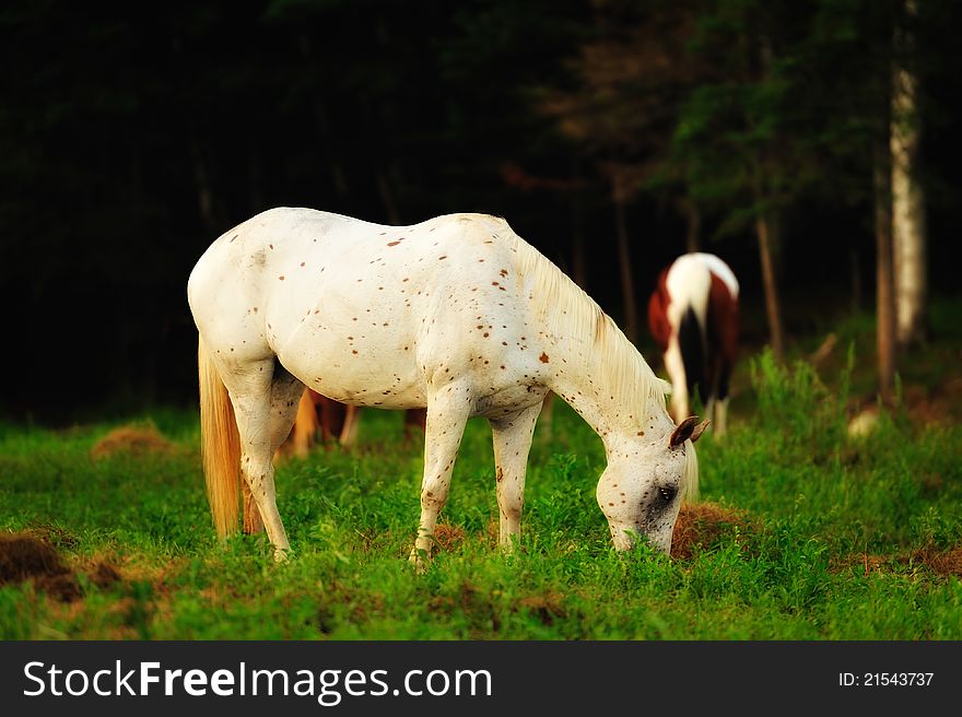 White and brown speckled horse (leopard Appaloosa) grazing in the sunset