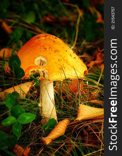 Orange Amanita jacksonii mushroom with clover and autumn leaves at sunset. Orange Amanita jacksonii mushroom with clover and autumn leaves at sunset