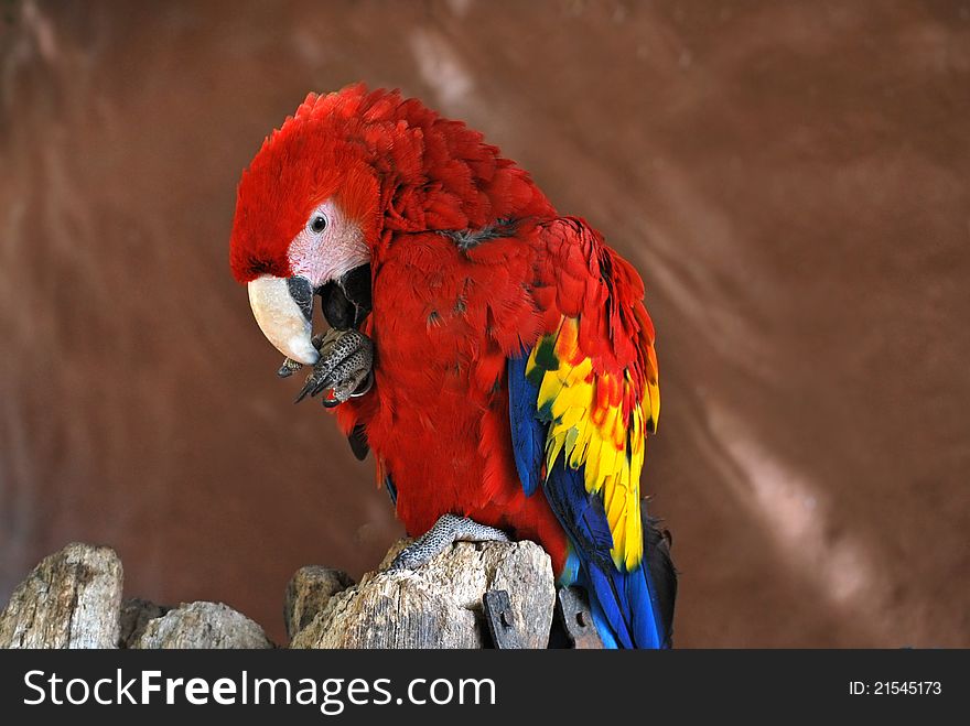 Red Macaw