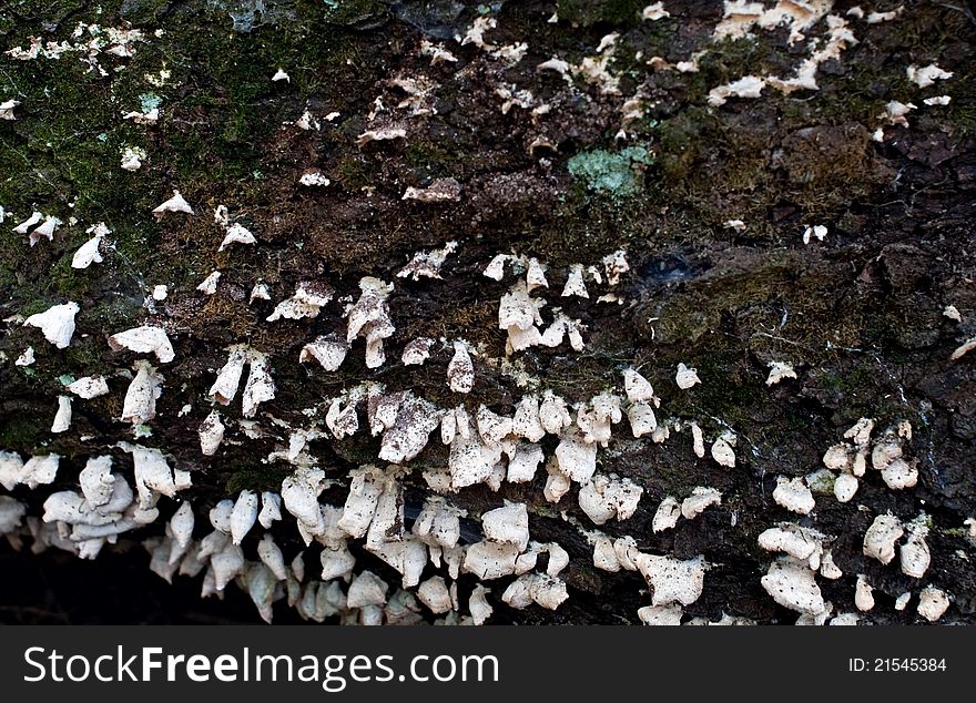 Fungus Growing on Dead Log