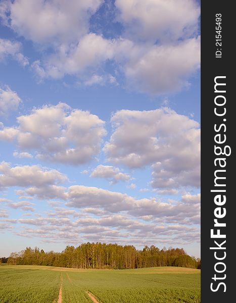 Deserted road in the field. Cloudy blue sky and the forest in the distance. Deserted road in the field. Cloudy blue sky and the forest in the distance.