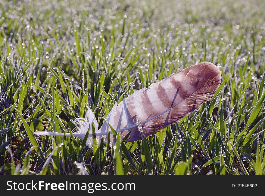 Feather Lying In Dewy Morning Meadow.