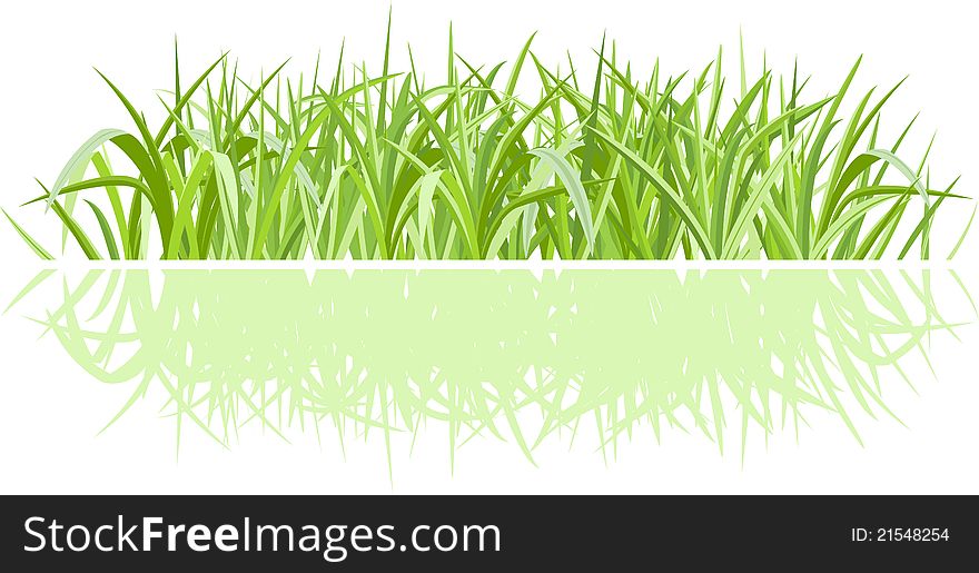 Realistic green grass  on white with shadow. Realistic green grass  on white with shadow