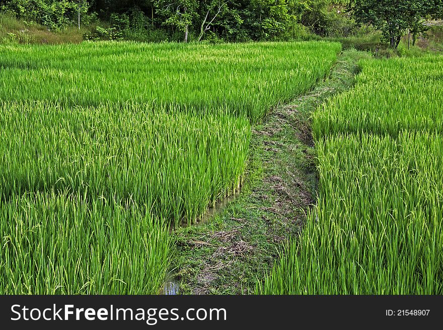 Walkway on green rice field. Walkway on green rice field
