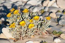 Small Yellow Daisy Bush Stock Photos Small Yellow Daisy Bush Stock Photos