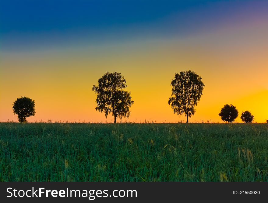 Sunset over trees in the wheat field