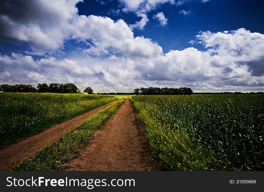 Road though the meadow, under the blue skies