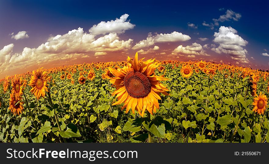 Golden sunset over the sunflowes