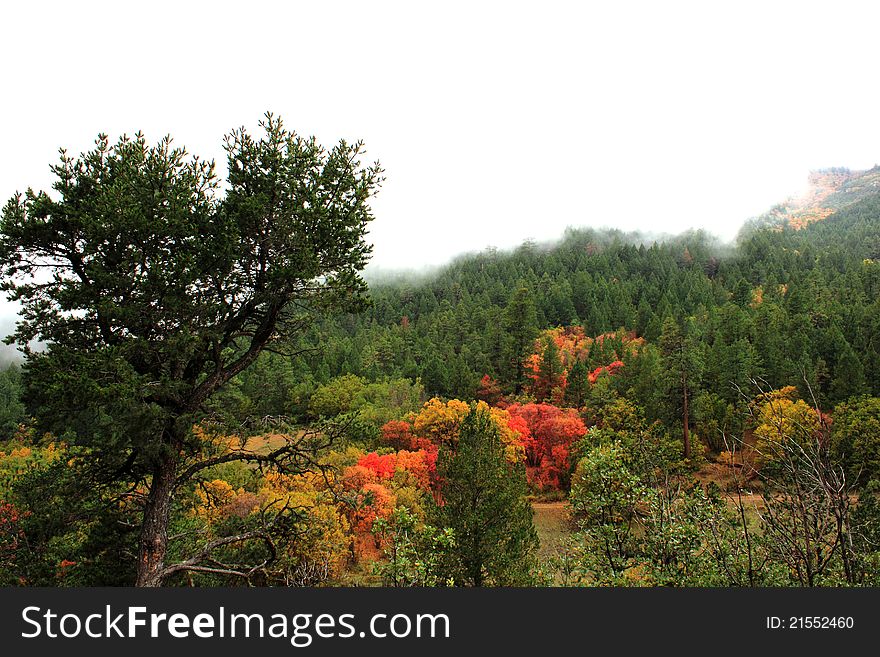 Landscape of foggy mountain scene with autumn leaves in red, yellow and orange taken in 4th of July Canyon, New Mexico. Landscape of foggy mountain scene with autumn leaves in red, yellow and orange taken in 4th of July Canyon, New Mexico.