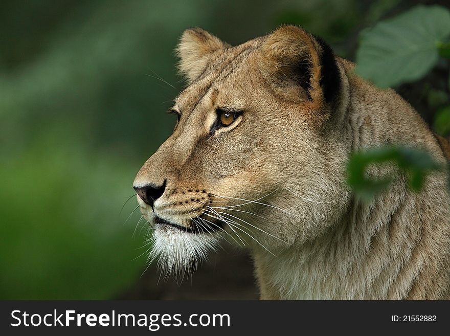 Lion female portrait - Panthera leo