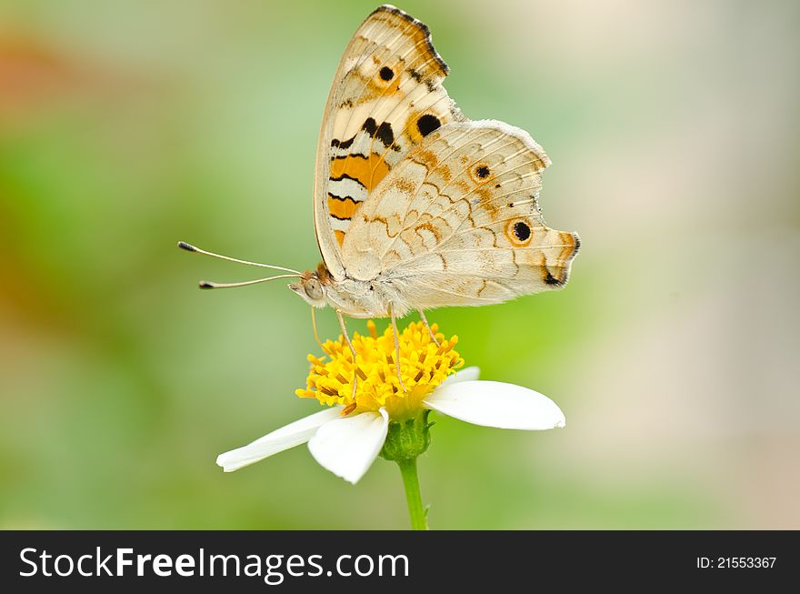 Junonia orithya butterfly onHairy Beggar's Tick flower