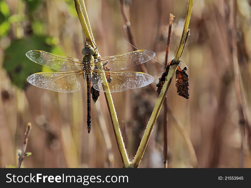 Emperor dragonfly female settles on a stalk