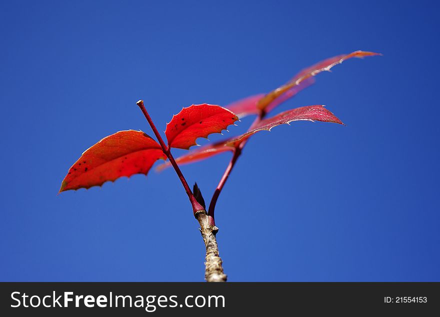 Colorful leaves of a rosewood in autumn, by a clear and sunny day. Colorful leaves of a rosewood in autumn, by a clear and sunny day.